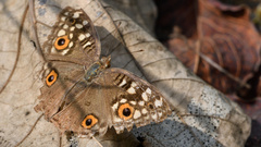 Junonia lemonias
