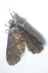 Langessa nomophilalis