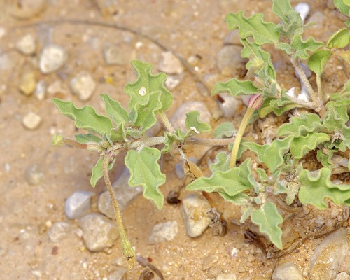 Spreading Moonpod (Acleisanthes diffusa)