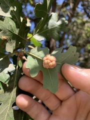Andricus confertus