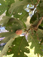 Andricus confertus