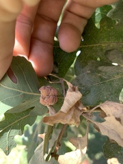 Andricus confertus