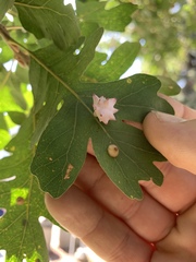 Cynips douglasii