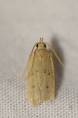 Autosticha kyotensis