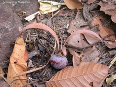 Dipterocarpus obtusifolius