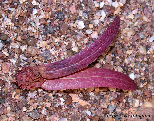 Dipterocarpus intricatus (Dipterocarpus intricatus)