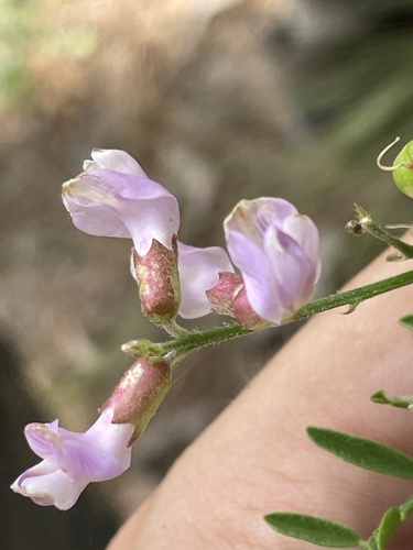 Sandhills Milkvetch (Astragalus michauxii)