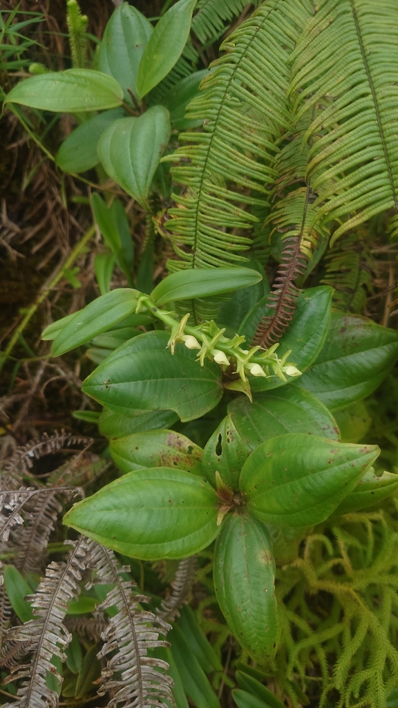 Epidendrum urbanianum Cogn.