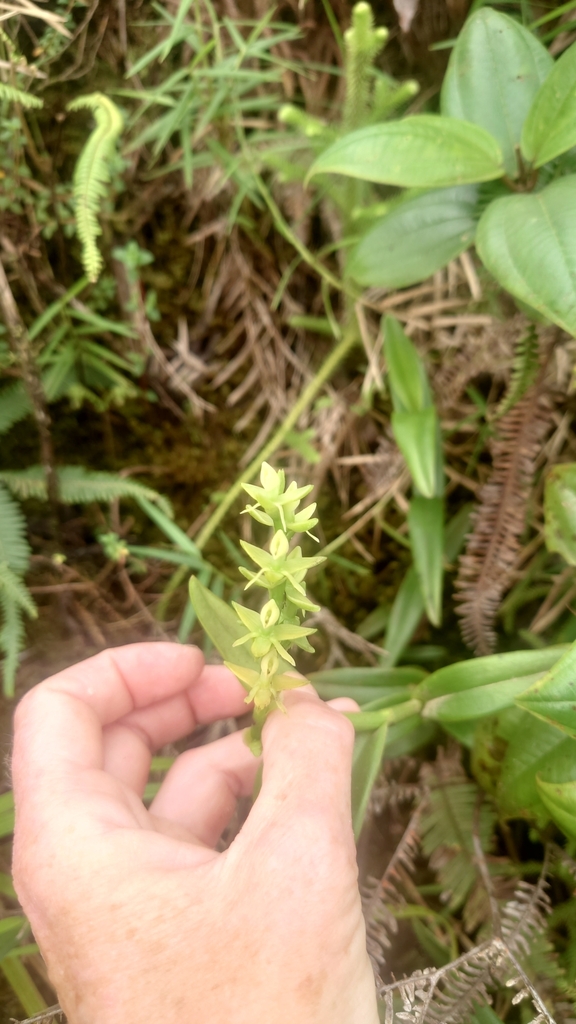 Epidendrum urbanianum Cogn. 2