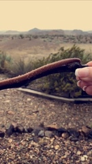 Orthoporus