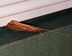Psychoglypha