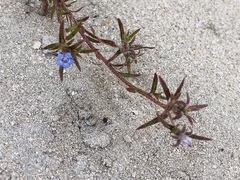 Microcodon