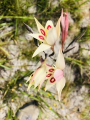 Gladiolus angustus