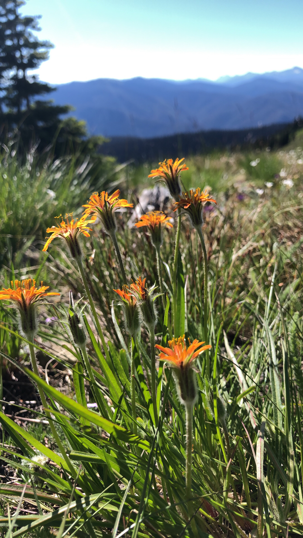 Agoseris aurantiaca