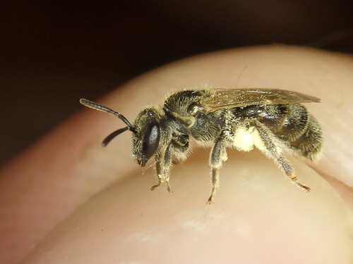 Lineated Metallic Sweat Bee