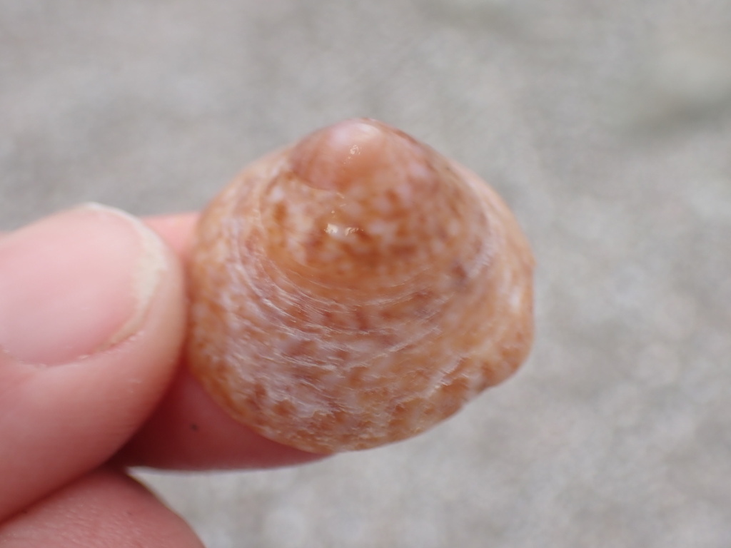 Calyptraea conica