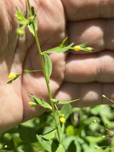 Ridged yellow flax (Linum striatum)