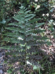 Anchistea virginica image