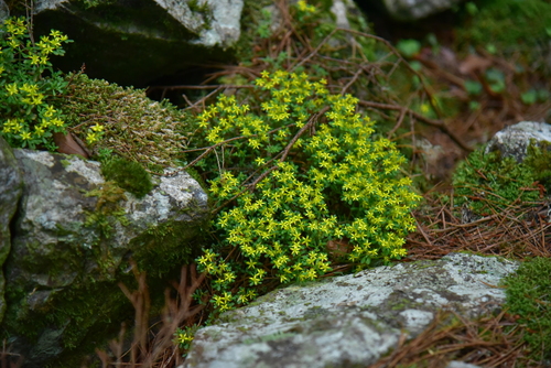Sedum erythrospermum observed 2025-06-30