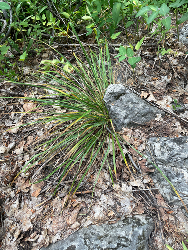 cordilleran sedge (Carex cordillerana)