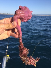Pyura spinifera