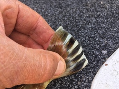 Platycephalus caeruleopunctatus