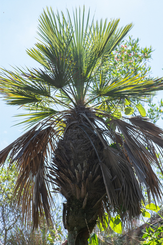 Trithrinax brasiliensis