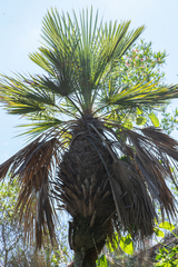 Trithrinax brasiliensis