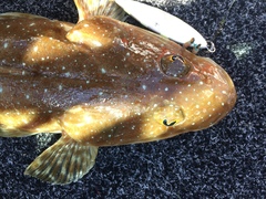 Platycephalus caeruleopunctatus