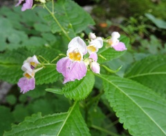 Impatiens leggei