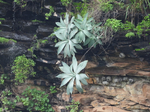 Agave attenuata