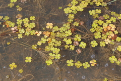 Marsilea mollis