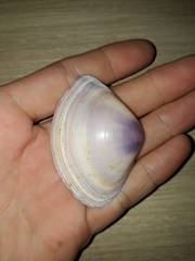 Austromactra contraria