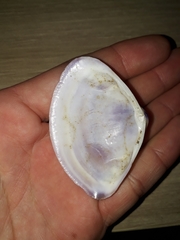 Austromactra contraria