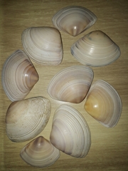 Austromactra rufescens