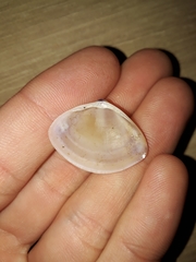 Austromactra rufescens