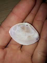 Austromactra rufescens