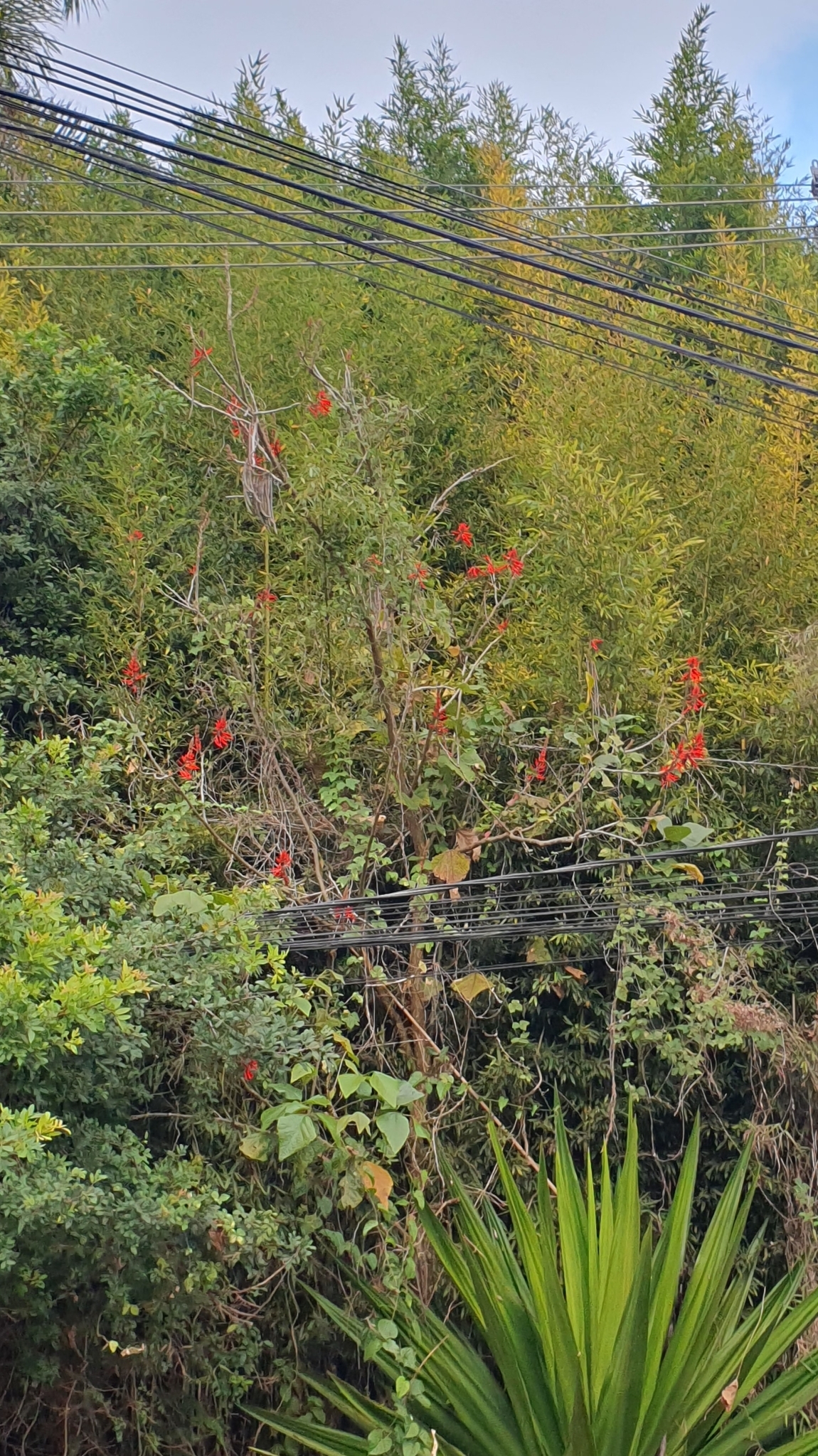 Erythrina speciosa