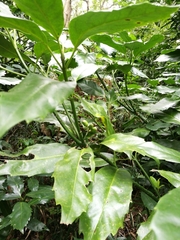 Aucuba japonica