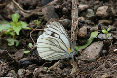 Pieris erutae