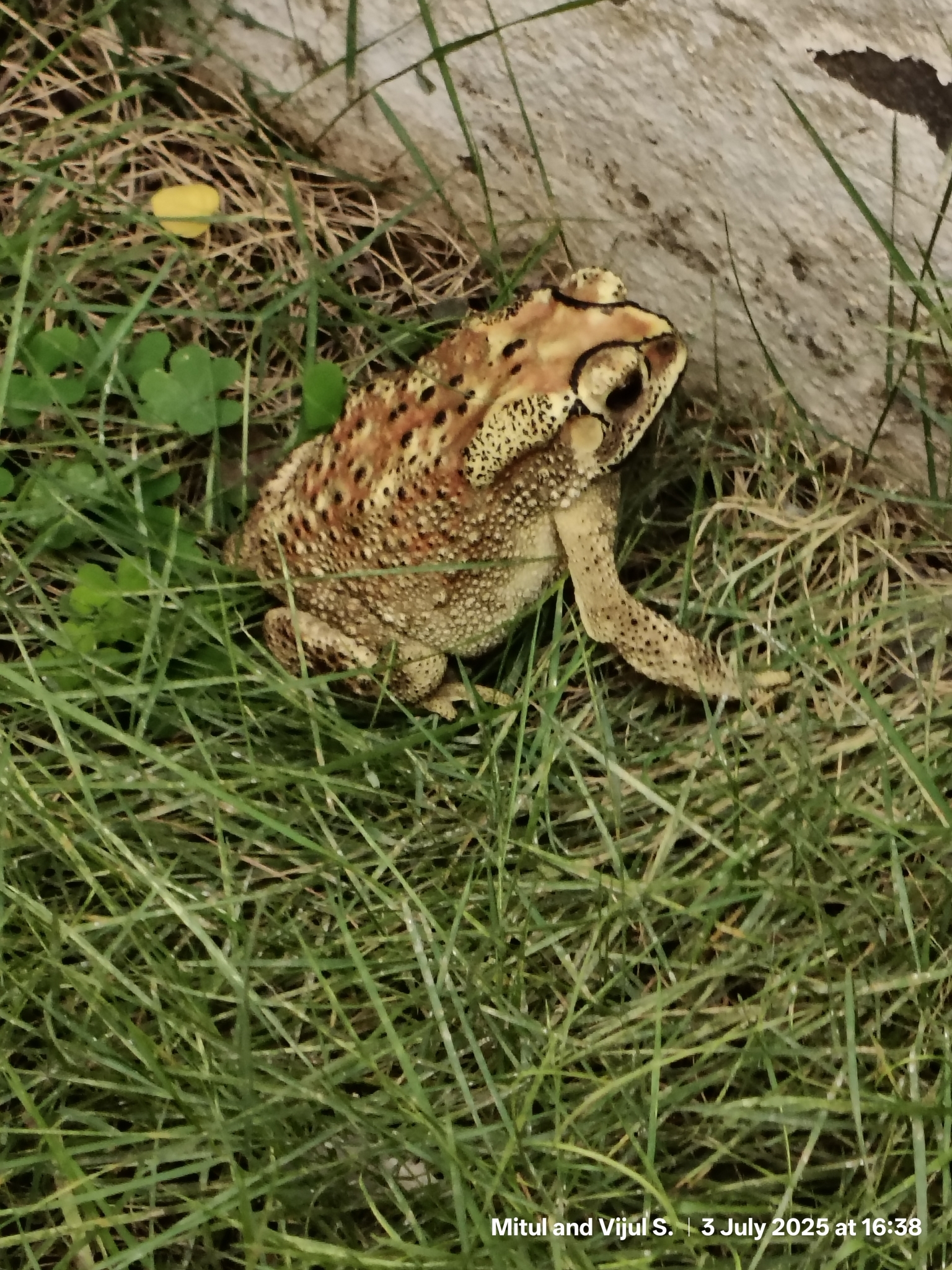 Indian Common True Toad