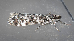 Scoparia crocospila
