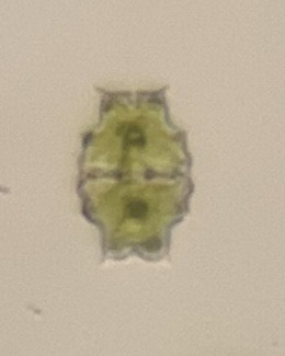 Euastrum oculatum