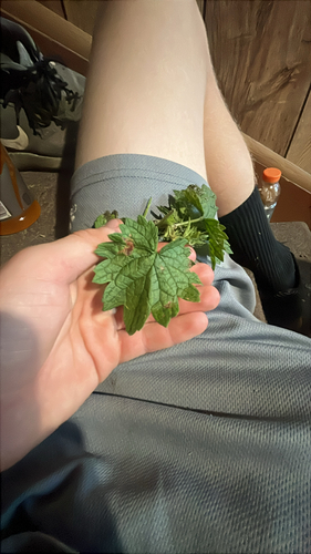 common motherwort