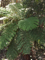 Cyathea cooperi