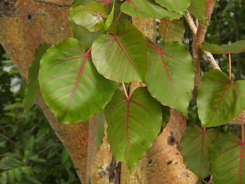 Amate amarillo (Ficus petiolaris)
