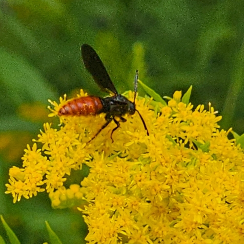 Fire-tailed Scoliid Wasp photo 5