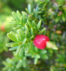 Podocarpus lawrencei