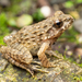 Wrinkled Frog - Photo (c) Ryosuke Kuwahara, some rights reserved (CC BY-NC)