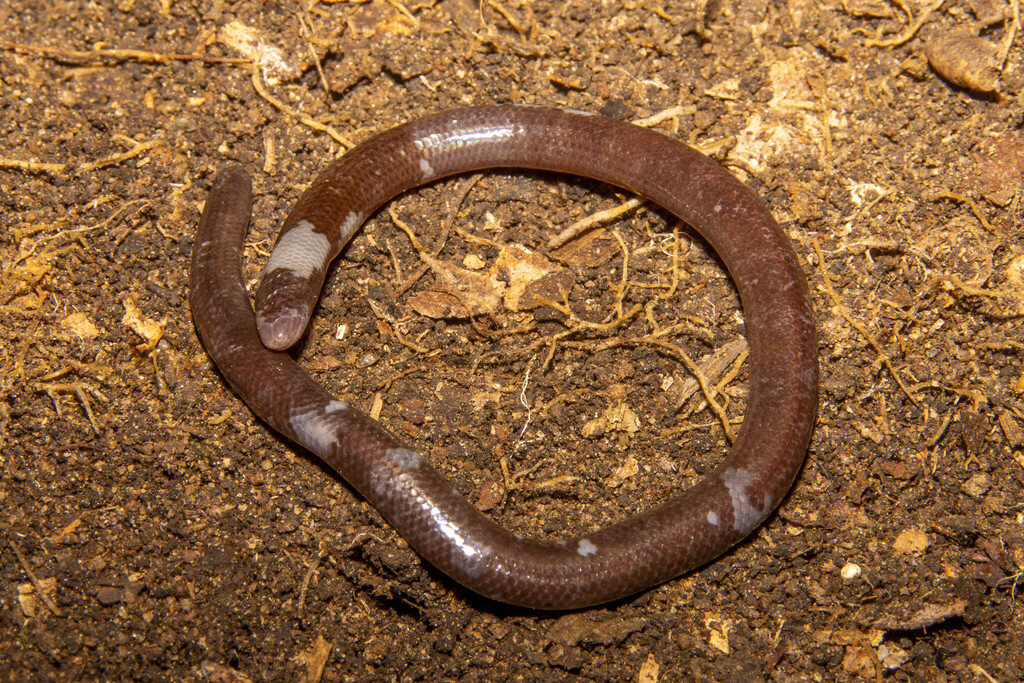 Mountain Blind Skink